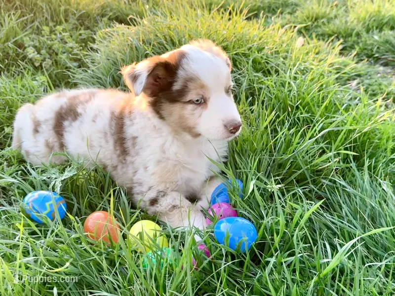 Dixi – Miniature Australian Shepherd puppy for sale in Coleman, TX