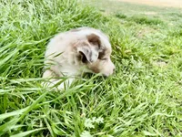 Dixi, a female Miniature Australian Shepherd for sale in Coleman, TX – Photo 9 of 10