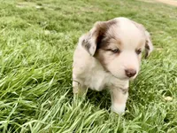 Dixi, a female Miniature Australian Shepherd for sale in Coleman, TX – Photo 5 of 10