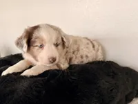Dixi, a female Miniature Australian Shepherd for sale in Coleman, TX – Photo 1 of 10