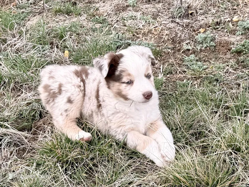 Dixi – Miniature Australian Shepherd puppy for sale in Coleman, TX