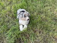 Beau, a male Australian Shepherd for sale in Coleman, TX – 10 of 10