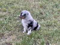 Beau, a male Australian Shepherd for sale in Coleman, TX – 9 of 10