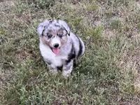 Beau, a male Australian Shepherd for sale in Coleman, TX – 7 of 10