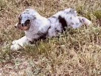 Beau, a male Australian Shepherd for sale in Coleman, TX – 2 of 10