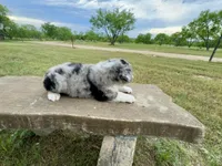 Beau, a male Australian Shepherd for sale in Coleman, TX – 8 of 10