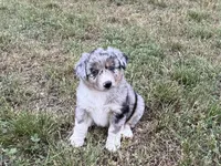 Beau, a male Australian Shepherd for sale in Coleman, TX – 3 of 10