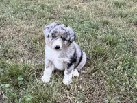 Beau, a male Australian Shepherd for sale in Coleman, TX – 6 of 10