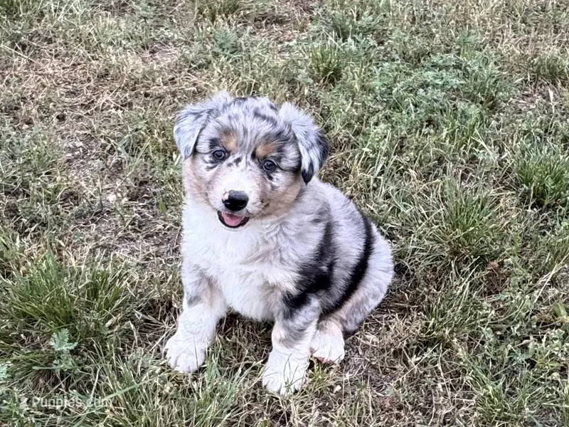 Beau – Australian Shepherd puppy for sale in Coleman, TX