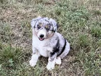 Beau, a male Australian Shepherd for sale in Coleman, TX – 1 of 10