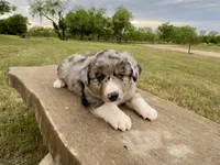 Beau, a male Australian Shepherd for sale in Coleman, TX – 5 of 10