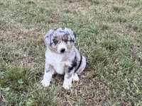 Beau, a male Australian Shepherd for sale in Coleman, TX – 4 of 10