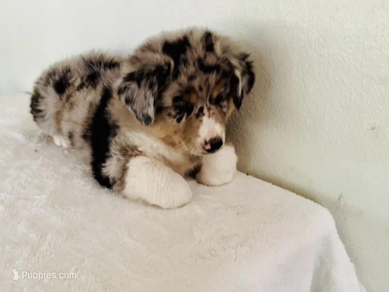 Beau – Australian Shepherd puppy for sale in Coleman, TX