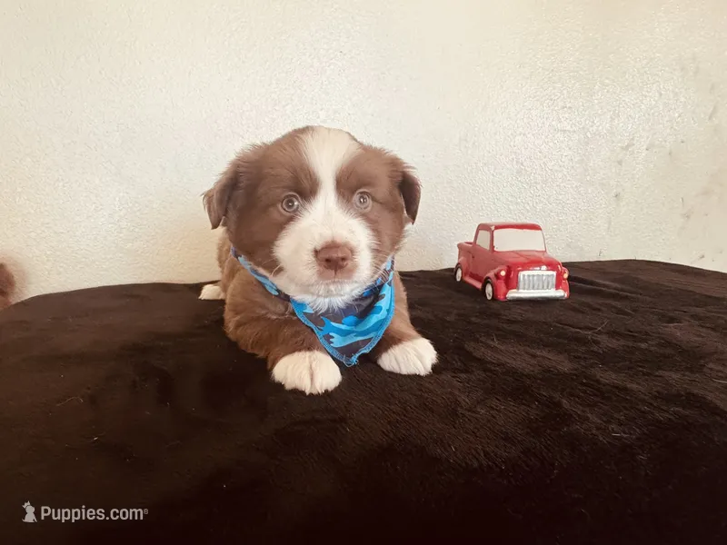 Skipper – Miniature Australian Shepherd puppy for sale in Coleman, TX