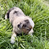 Mindy , a female Miniature Australian Shepherd for sale in Coleman, TX – Photo 7 of 10