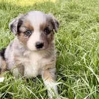 Mindy , a female Miniature Australian Shepherd for sale in Coleman, TX – Photo 3 of 10
