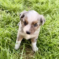 Mindy , a female Miniature Australian Shepherd for sale in Coleman, TX – Photo 9 of 10