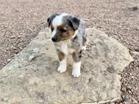 Mindy , a female Miniature Australian Shepherd for sale in Coleman, TX – Photo 10 of 10