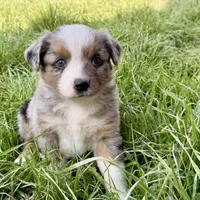 Mindy , a female Miniature Australian Shepherd for sale in Coleman, TX – Photo 4 of 10