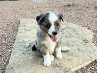 Mindy , a female Miniature Australian Shepherd for sale in Coleman, TX – Photo 6 of 10
