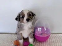 Mindy , a female Miniature Australian Shepherd for sale in Coleman, TX – Photo 7 of 10