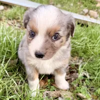 Mindy , a female Miniature Australian Shepherd for sale in Coleman, TX – Photo 6 of 10