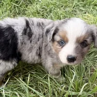 Mindy , a female Miniature Australian Shepherd for sale in Coleman, TX – Photo 5 of 10