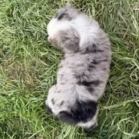 Mindy , a female Miniature Australian Shepherd for sale in Coleman, TX – Photo 8 of 10