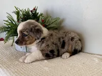 Mindy , a female Miniature Australian Shepherd for sale in Coleman, TX – Photo 4 of 10