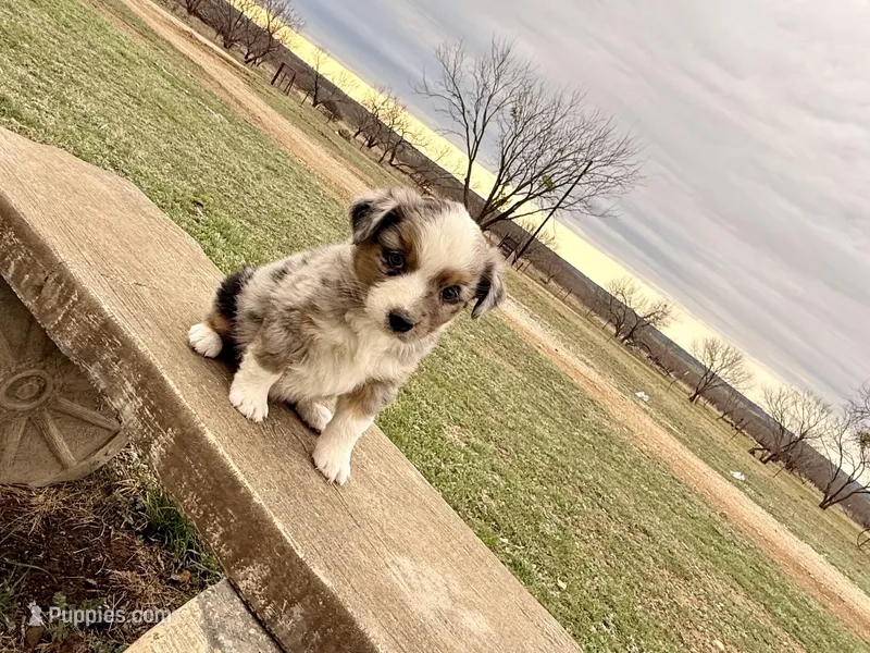 Mindy  – Miniature Australian Shepherd puppy for sale in Coleman, TX