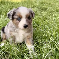 Mindy , a female Miniature Australian Shepherd for sale in Coleman, TX – Photo 1 of 10