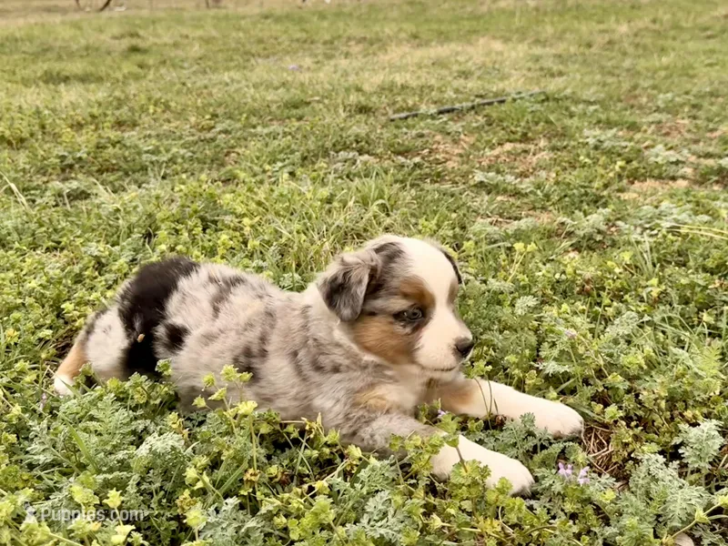 Mindy  – Miniature Australian Shepherd puppy for sale in Coleman, TX