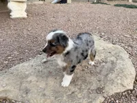 Mindy , a female Miniature Australian Shepherd for sale in Coleman, TX – Photo 9 of 10