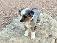 Mindy , a female Miniature Australian Shepherd for sale in Coleman, TX – Photo 3 of 10