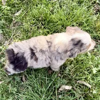 Mindy , a female Miniature Australian Shepherd for sale in Coleman, TX – Photo 10 of 10