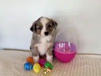 Mindy , a female Miniature Australian Shepherd for sale in Coleman, TX – Photo 5 of 10