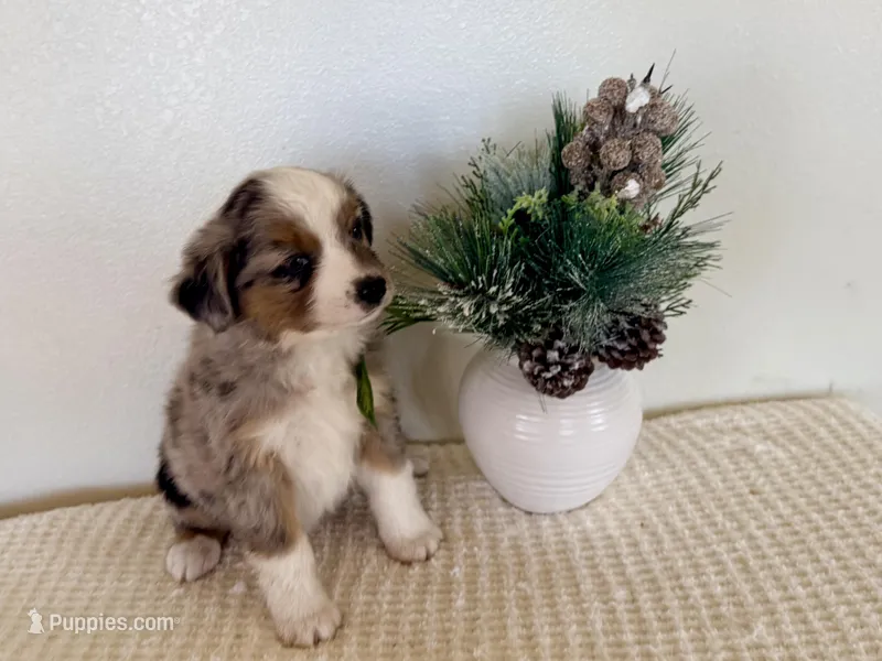 Mindy  – Miniature Australian Shepherd puppy for sale in Coleman, TX