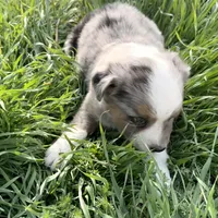 Mindy , a female Miniature Australian Shepherd for sale in Coleman, TX – Photo 2 of 10