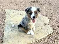 Mindy , a female Miniature Australian Shepherd for sale in Coleman, TX – Photo 2 of 10
