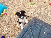 Demi, a female Australian Shepherd for sale in Coleman, TX – 10 of 10