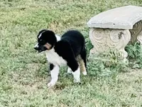 Demi, a female Australian Shepherd for sale in Coleman, TX – 7 of 10