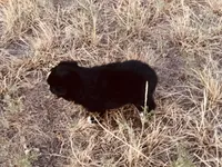 Midnight, a male Miniature Australian Shepherd for sale in Coleman, TX – 8 of 10