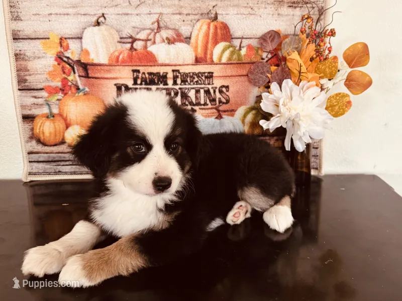 Zuri – Miniature Australian Shepherd puppy for sale in Coleman, TX