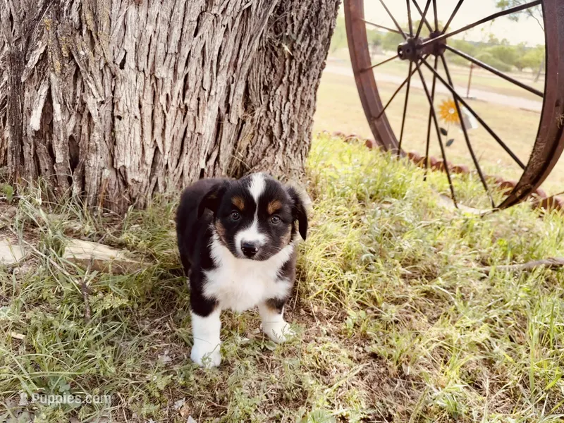 Demi – Australian Shepherd puppy for sale in Coleman, TX