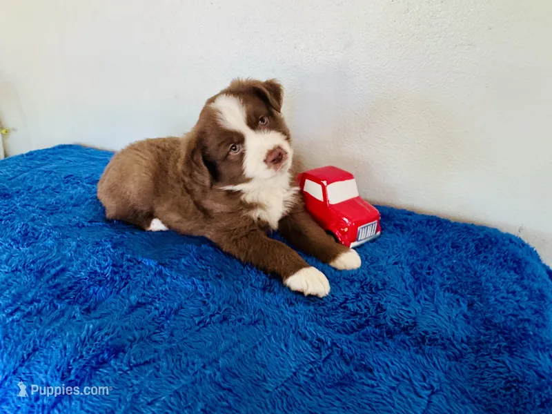 Skipper – Miniature Australian Shepherd puppy on hold in Coleman, TX