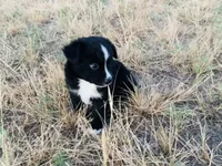 Midnight, a male Miniature Australian Shepherd for sale in Coleman, TX – 1 of 10