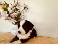 Sky, a female Miniature Australian Shepherd for sale in Coleman, TX – 5 of 10