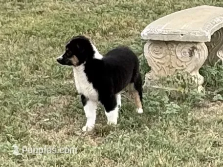 Demi – Australian Shepherd puppy for sale in Coleman, TX