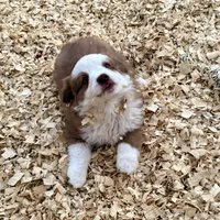 Scooter, a male Miniature Australian Shepherd for sale in Coleman, TX – Photo 10 of 10