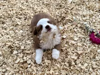 Scooter, a male Miniature Australian Shepherd for sale in Coleman, TX – Photo 10 of 10
